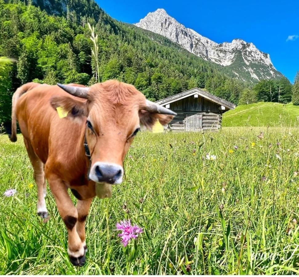 Fewo Ilona Lägenhet Mittenwald Exteriör bild